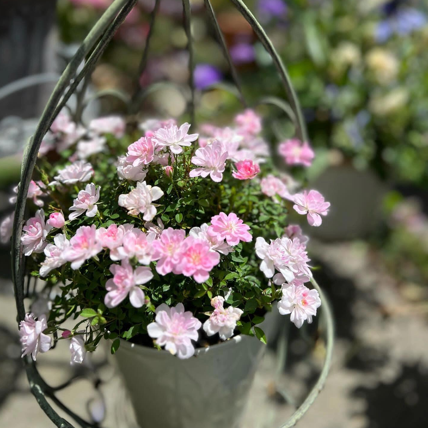 Desktop Micro Landscape - Mini Potted Rose (With Buds)