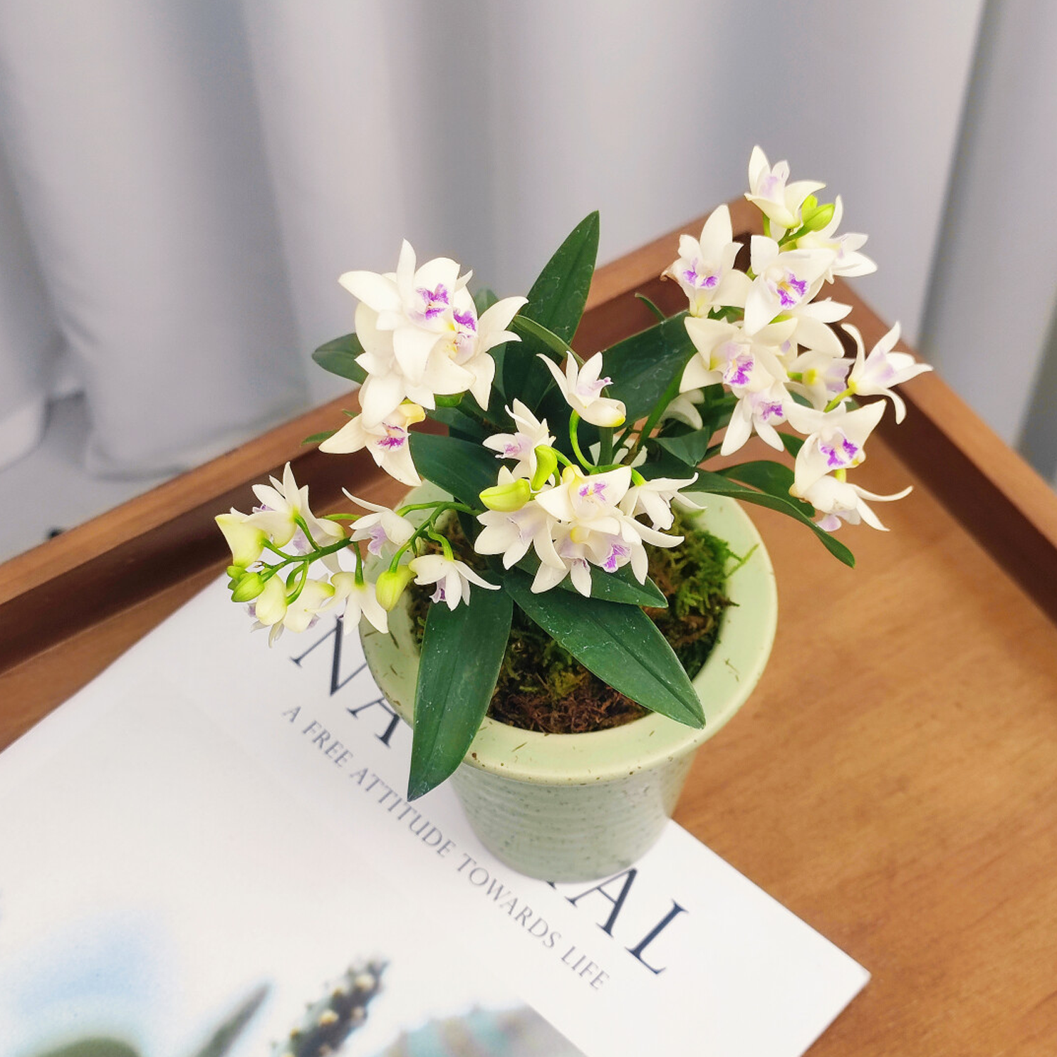 Potted Perfumed Dendrobium Orchid (With Buds)