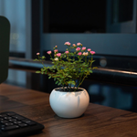 Desktop Micro Landscape -Golden Miniature Rose (With Buds)