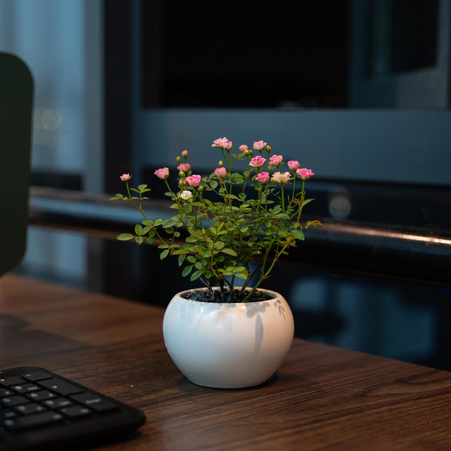 Desktop Micro Landscape -Golden Miniature Rose (With Buds)