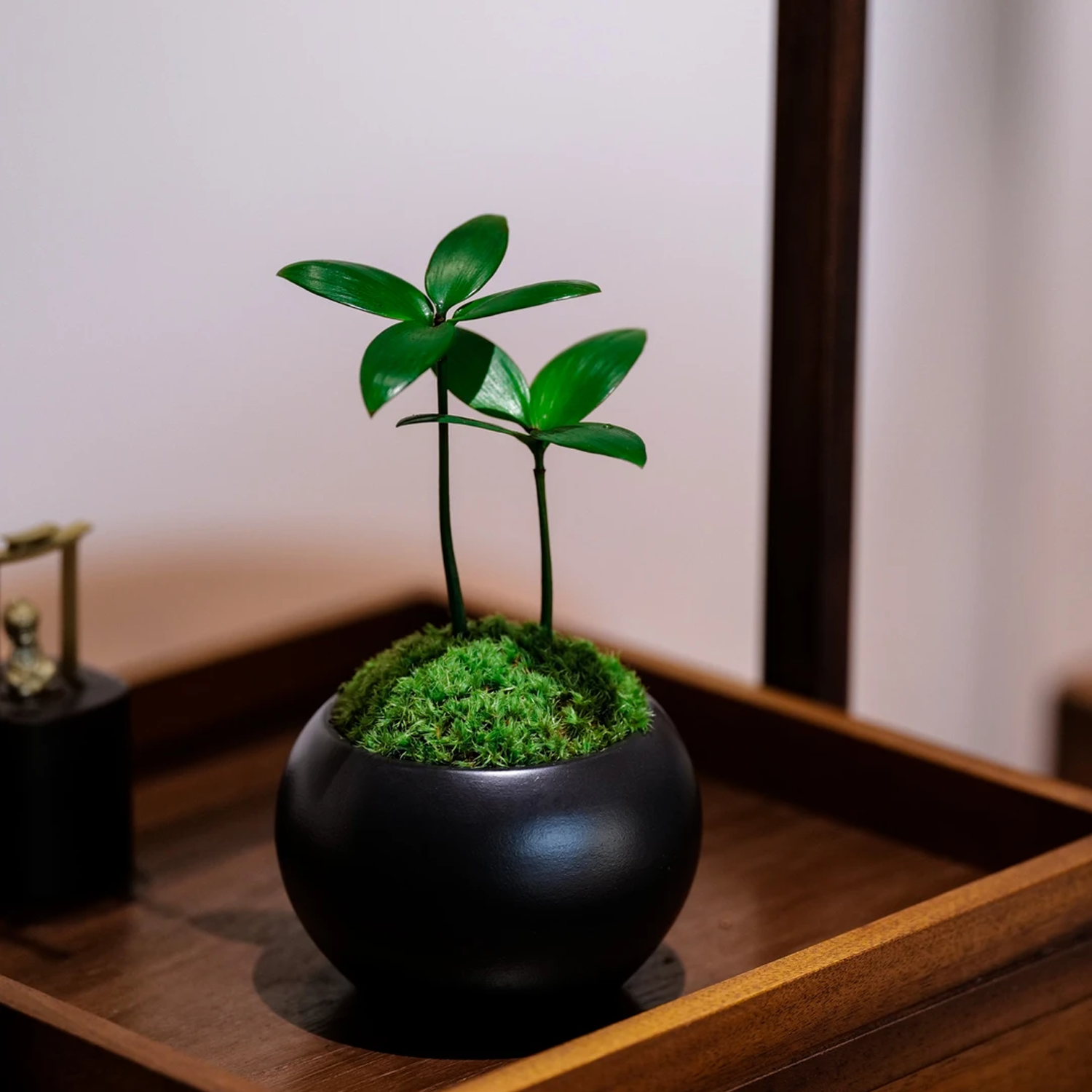Desktop Micro Landscape - Green Moss & Evergreen Four-Leaf Clover