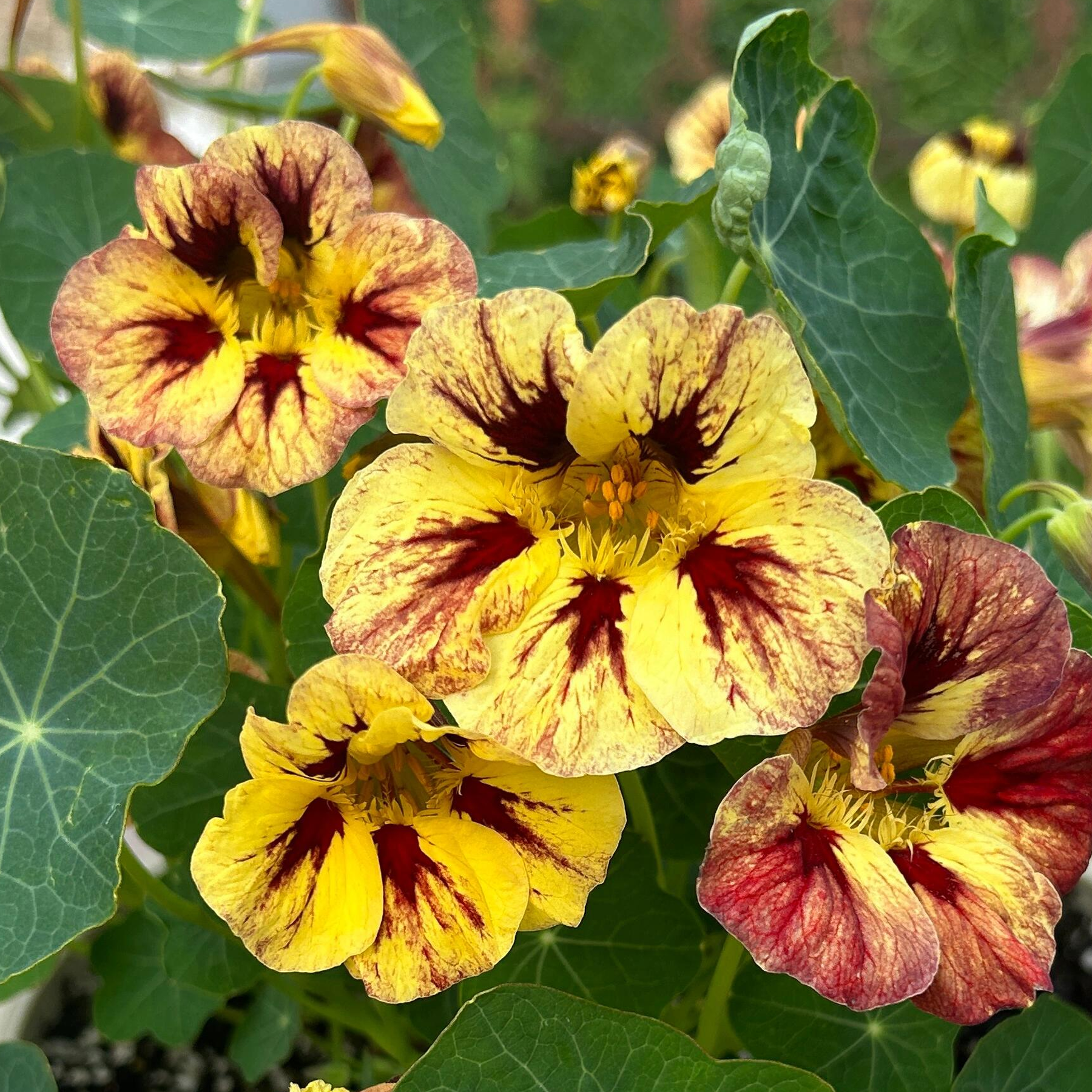 Nasturtium Seeds(Dwarf) - Bloody Mary