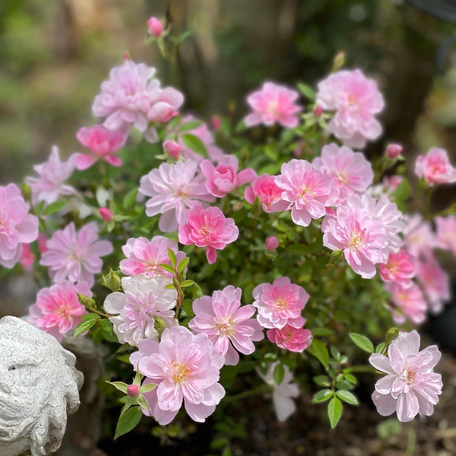 Desktop Micro Landscape - Mini Potted Rose (With Buds)