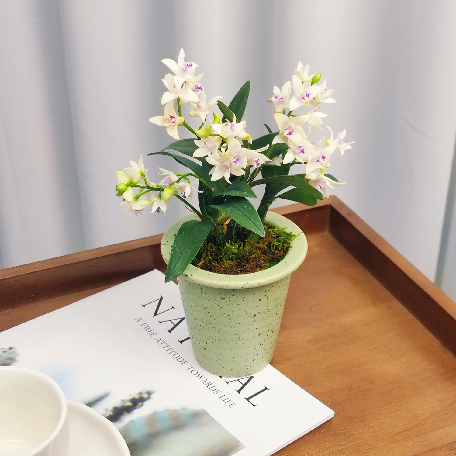 Potted Perfumed Dendrobium Orchid (With Buds)