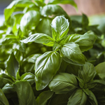 Basil Seeds - Genovese