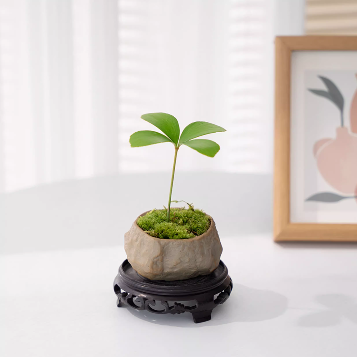 Desktop Micro Landscape - Evergreen Four-Leaf Clover