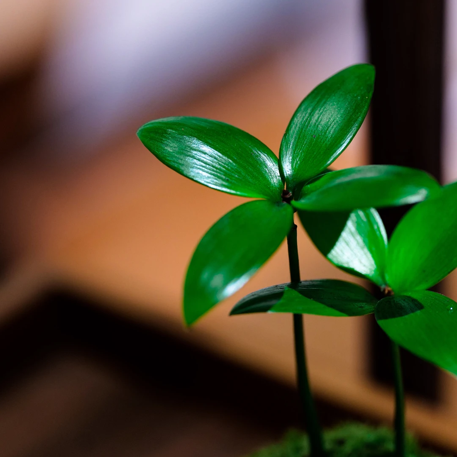 Desktop Micro Landscape - Green Moss & Evergreen Four-Leaf Clover