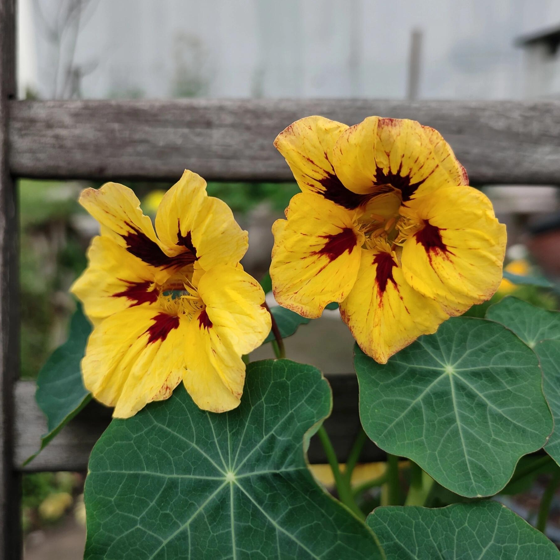 Nasturtium Seeds(Dwarf) - Bloody Mary