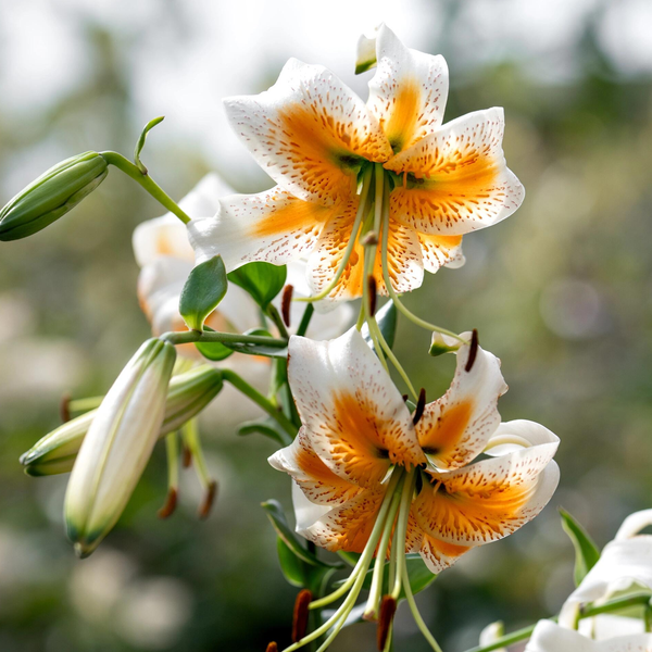 lilyです PR_0003_2_905e51fd-847b-4b5a-