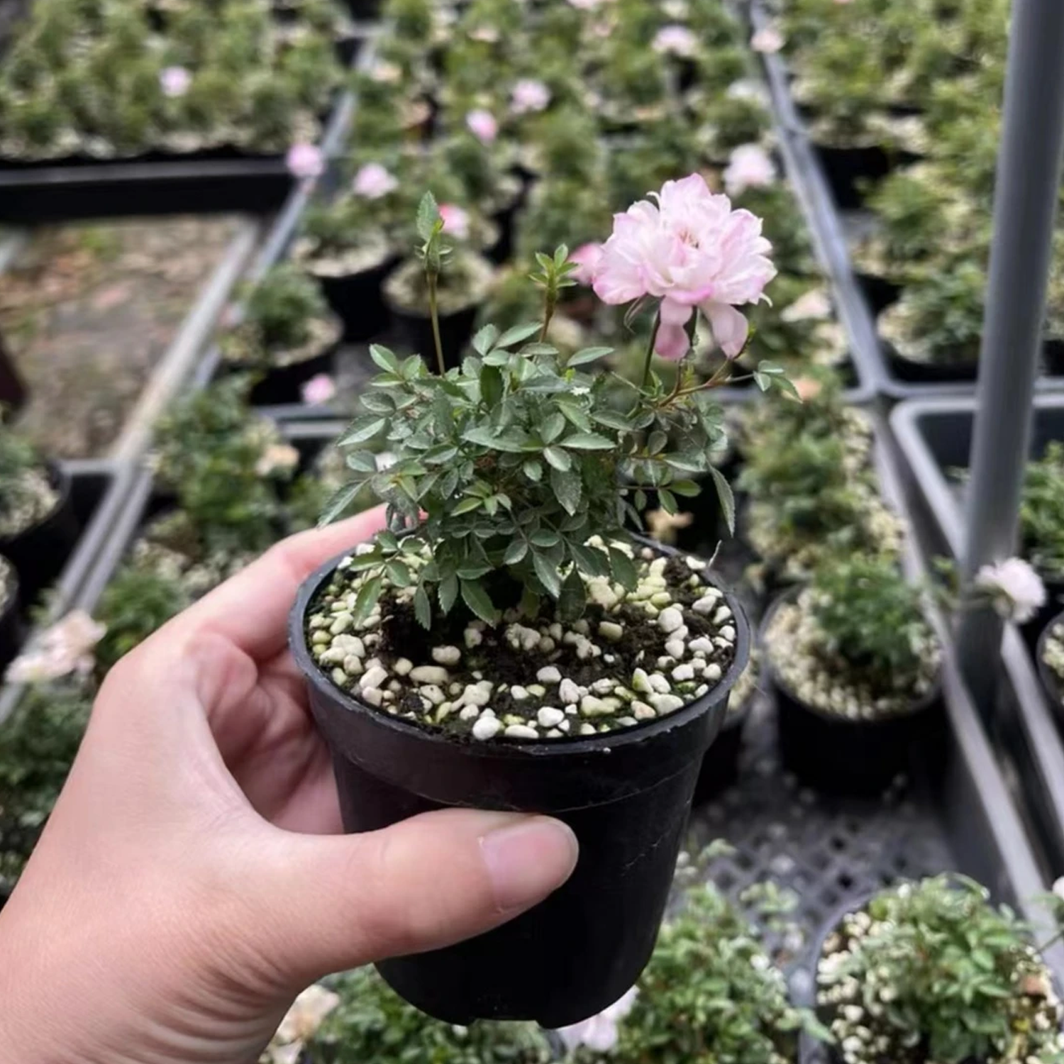 Desktop Micro Landscape - Mini Potted Rose (With Buds)