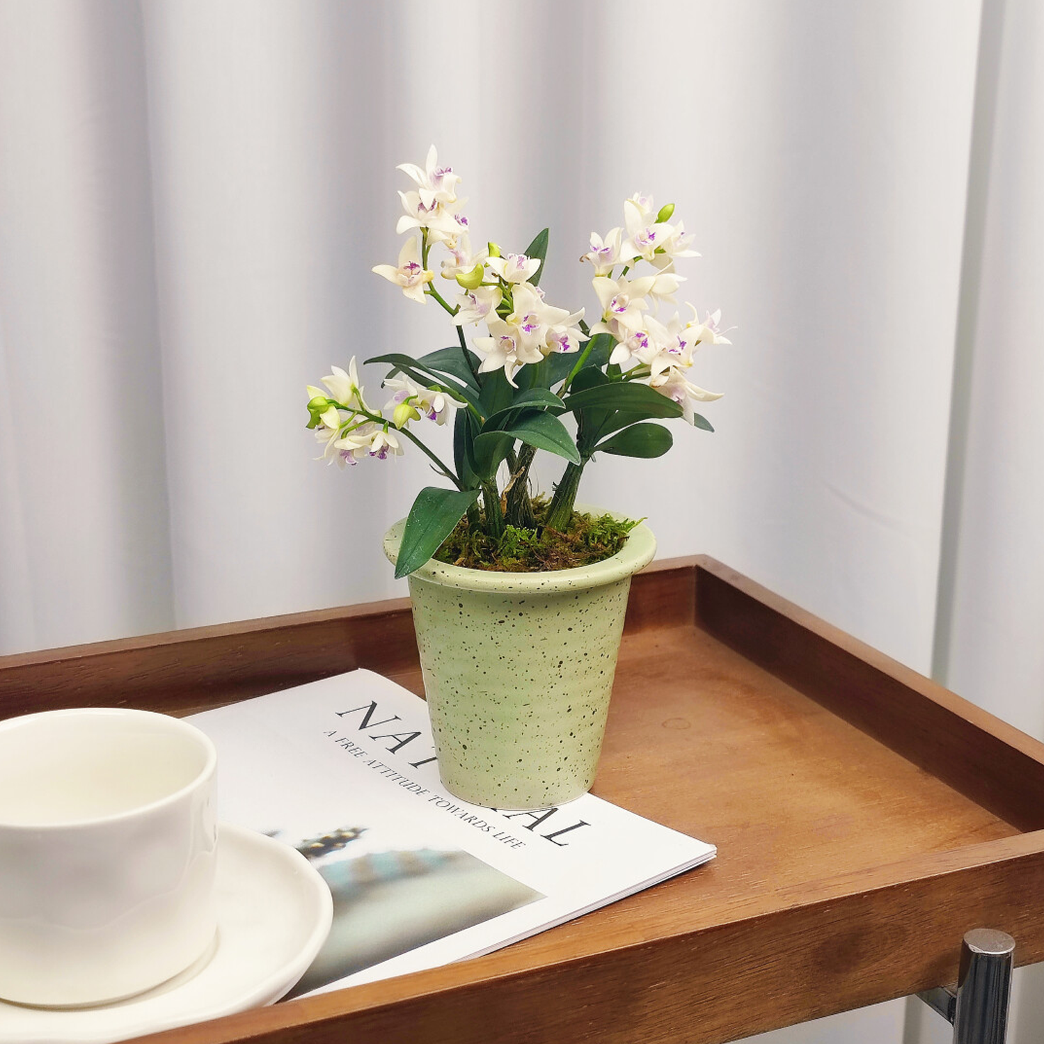 Potted Perfumed Dendrobium Orchid (With Buds)