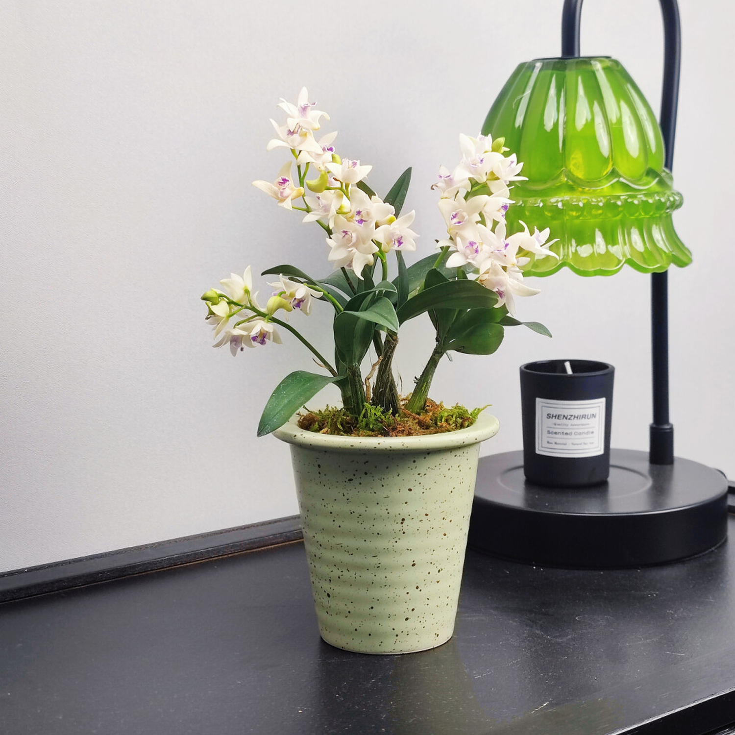 Potted Perfumed Dendrobium Orchid (With Buds)