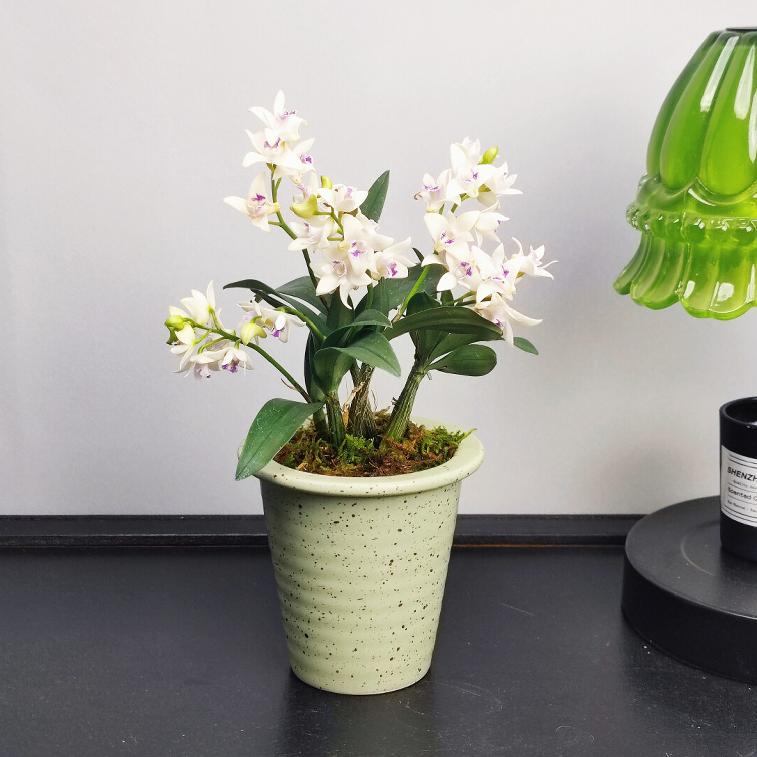Potted Perfumed Dendrobium Orchid (With Buds)