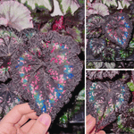 Rare Blue-Reflective Begonia