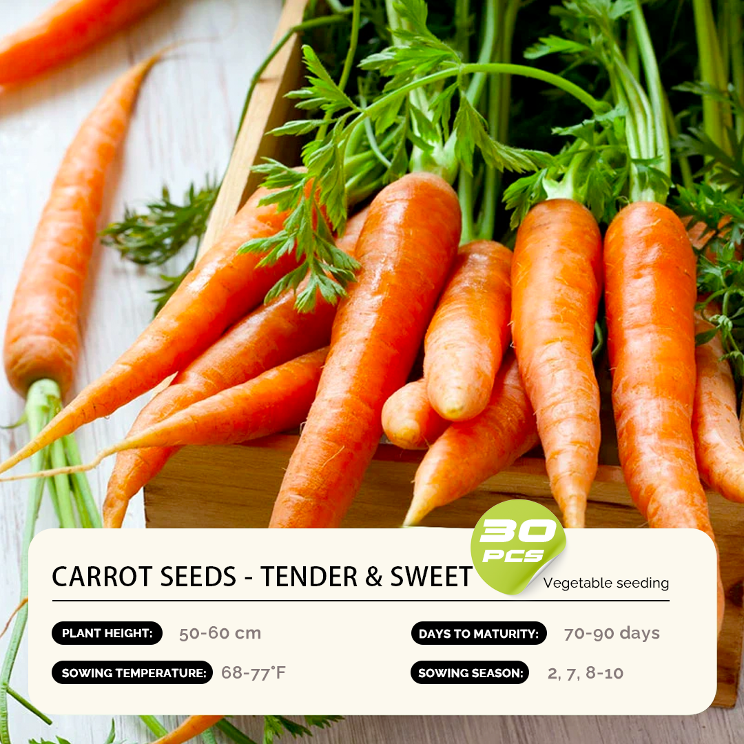 Carrot Seeds - Year-Round Balcony Gardening