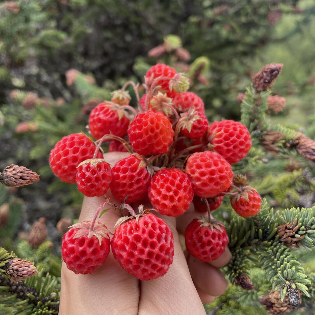 Wild Strawberry Roots - Red