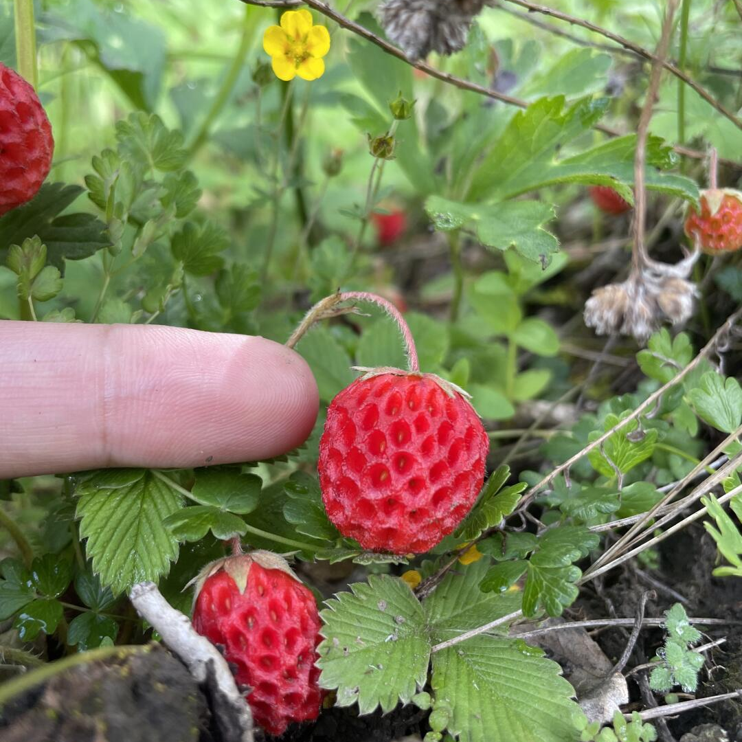 Wild Strawberry Roots - Red