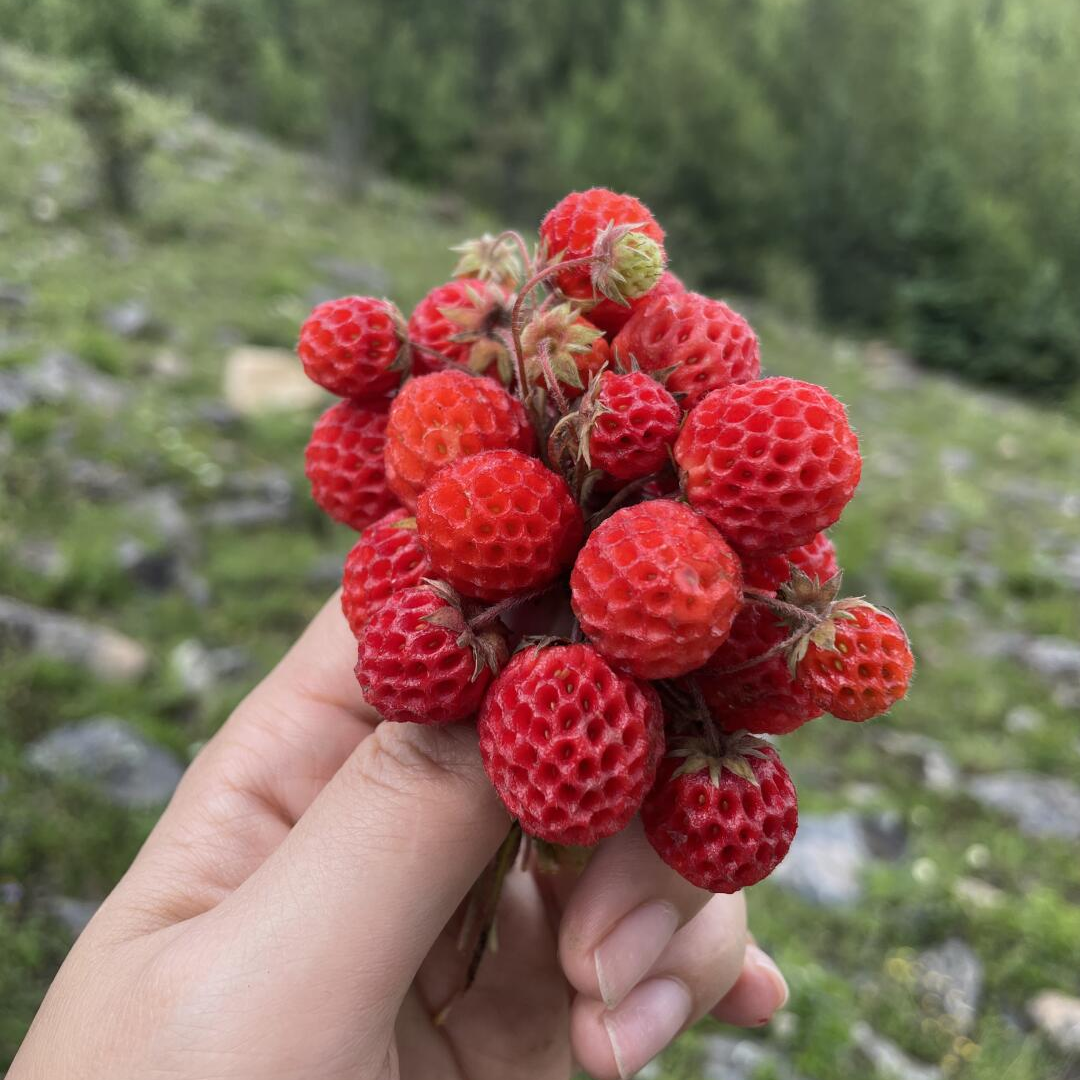 Wild Strawberry Roots - Red