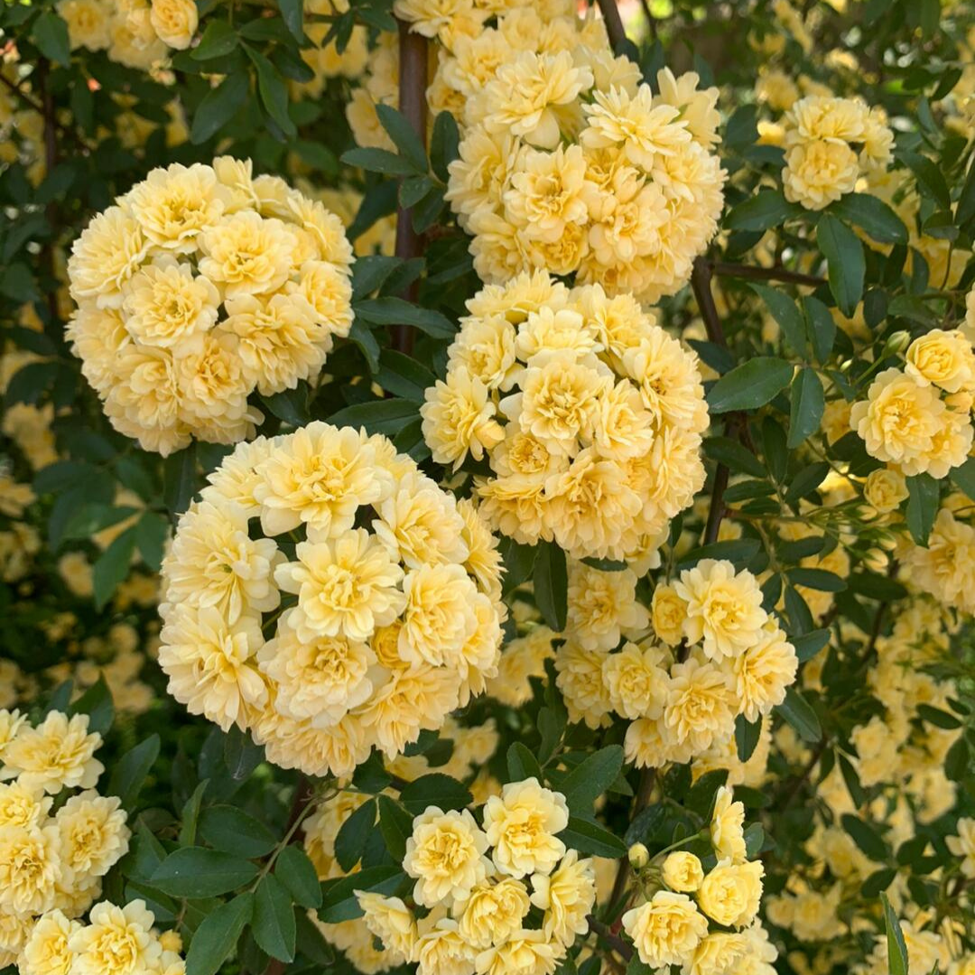 Climbing Rose Plant - Golden Perfume