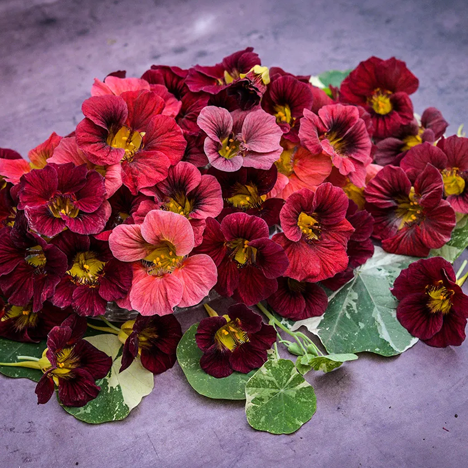 Nasturtium Seeds - Alaska Gradient Red