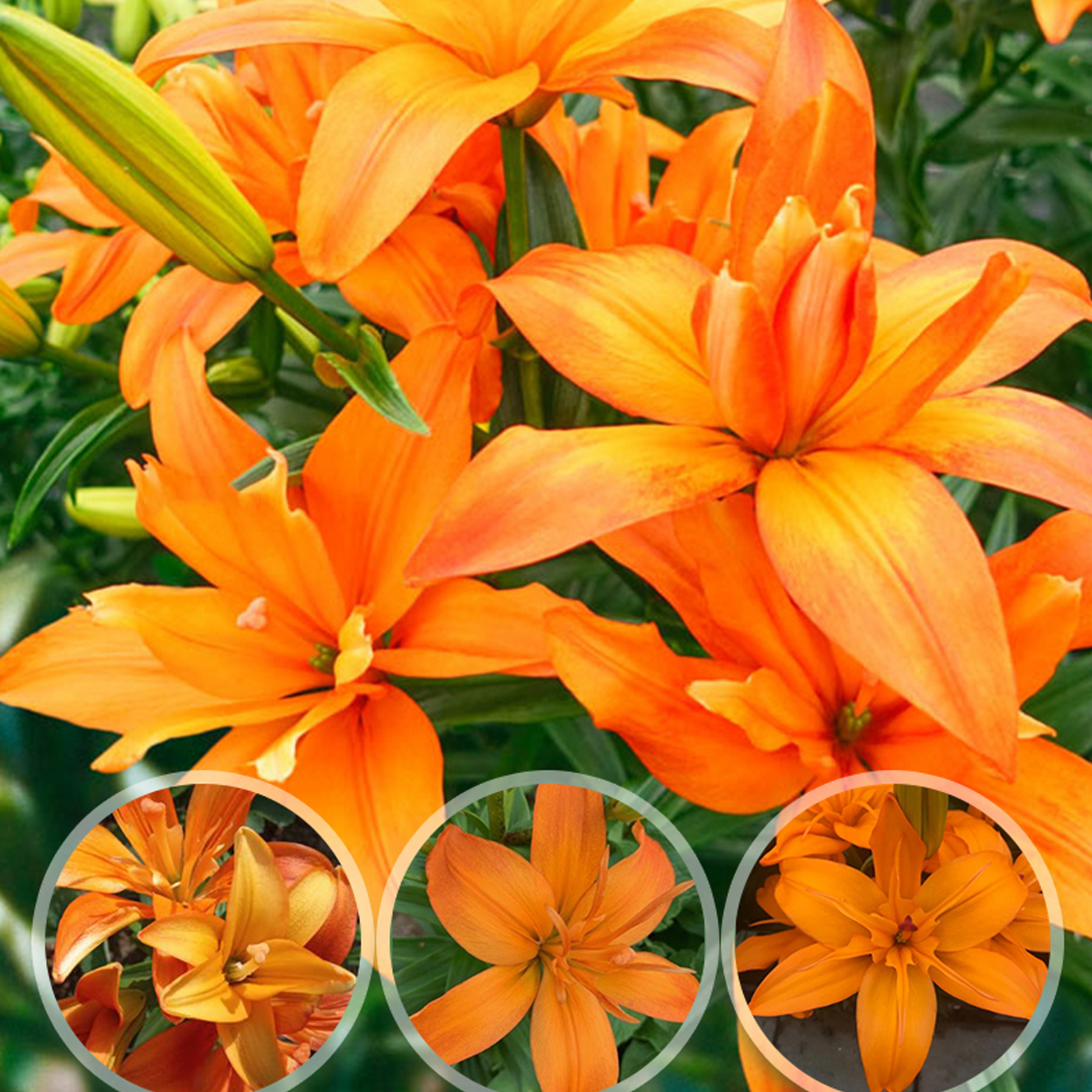 Lily Bulbs - Scoubidou