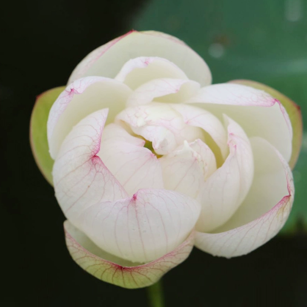 Micro Bowl Lotus Rhizome – Lady Xiangfei