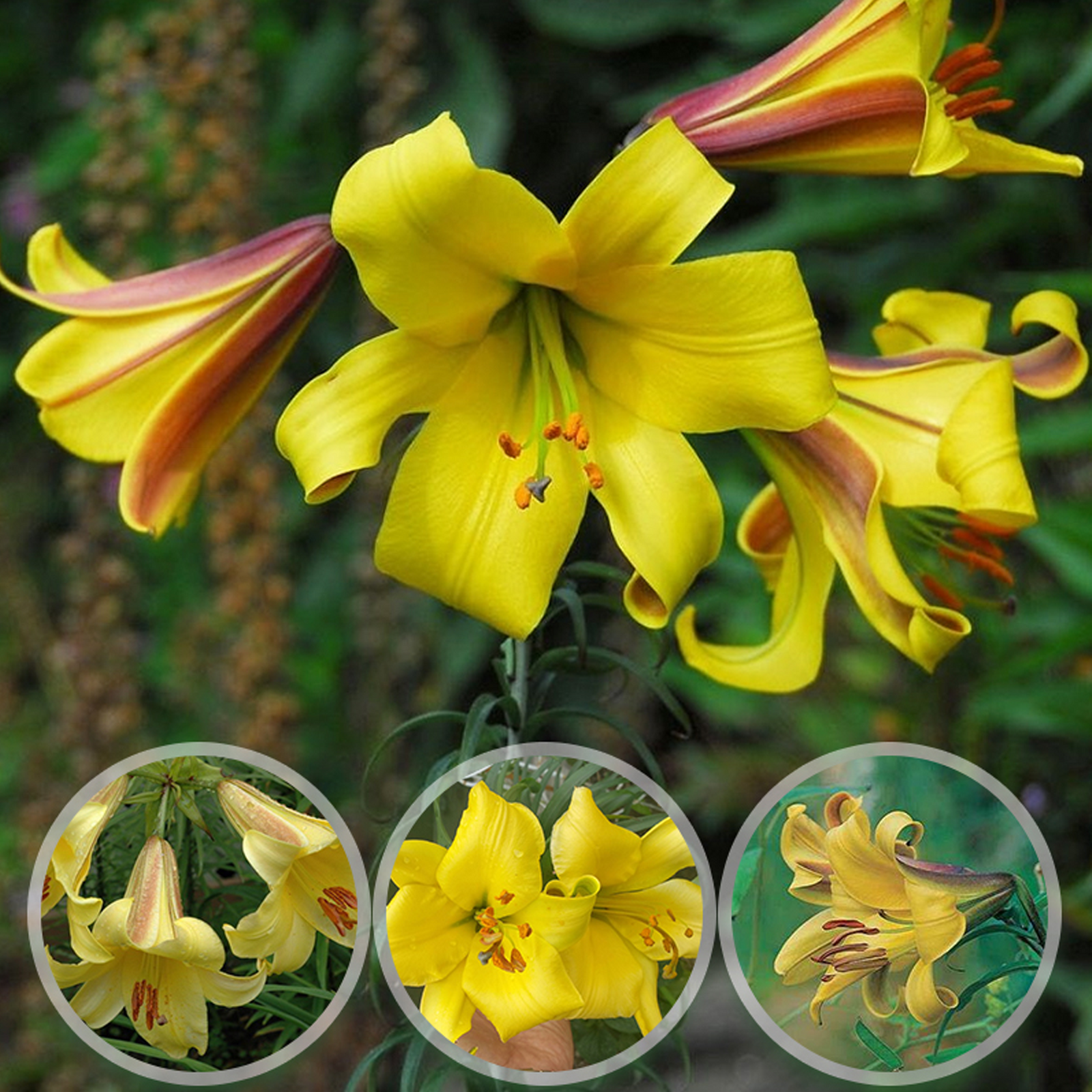 Trumpet Lily Bulbs - Golden Splendor