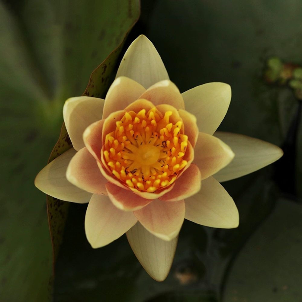 Micro Water Lily Rhizome – Kli Sansa