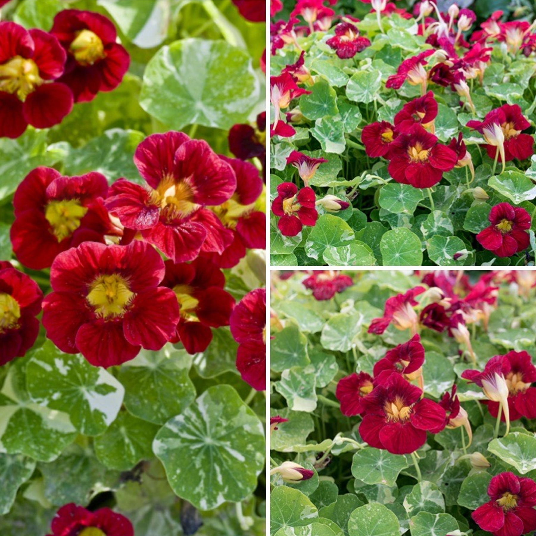 Nasturtium Seeds - Alaska Scarlet