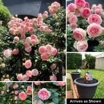 Climbing Rose Plant - Pink Gem Eden