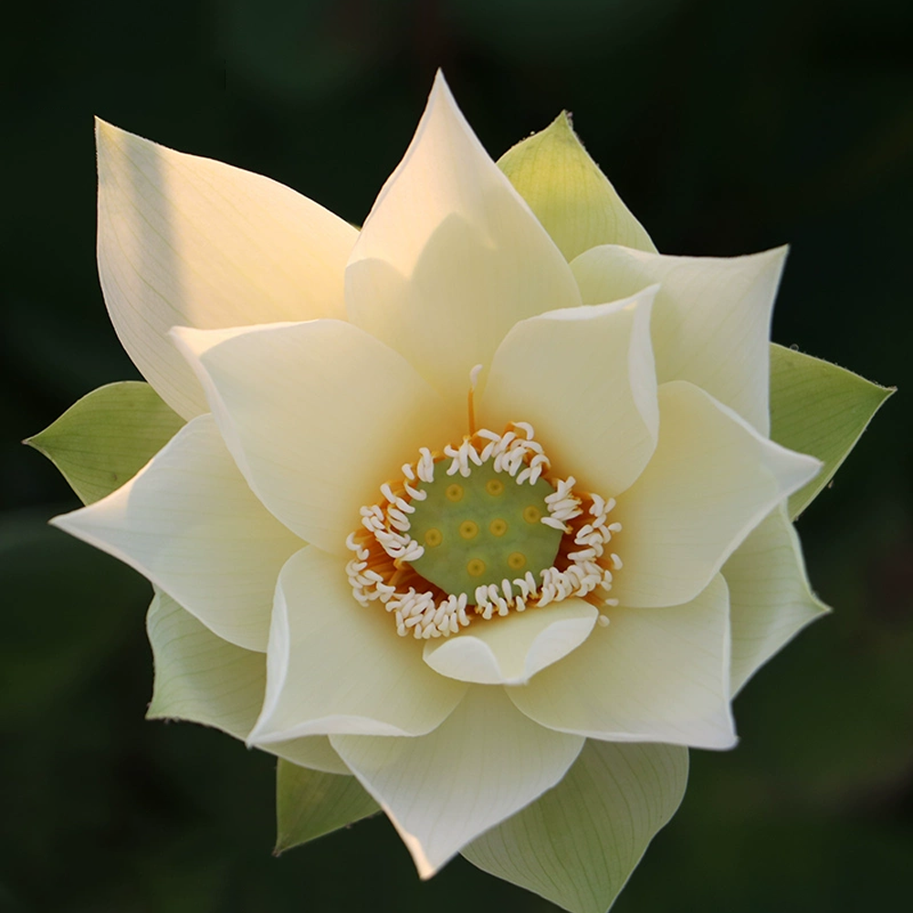 Mid-Small Bowl Lotus Rhizome – Imperial Grace