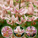 Starleaf Lily Bulbs - Pink Morning