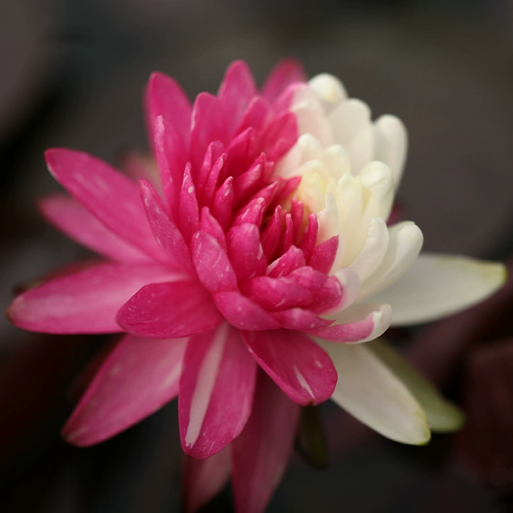 Midi Water Lily Rhizome - Half