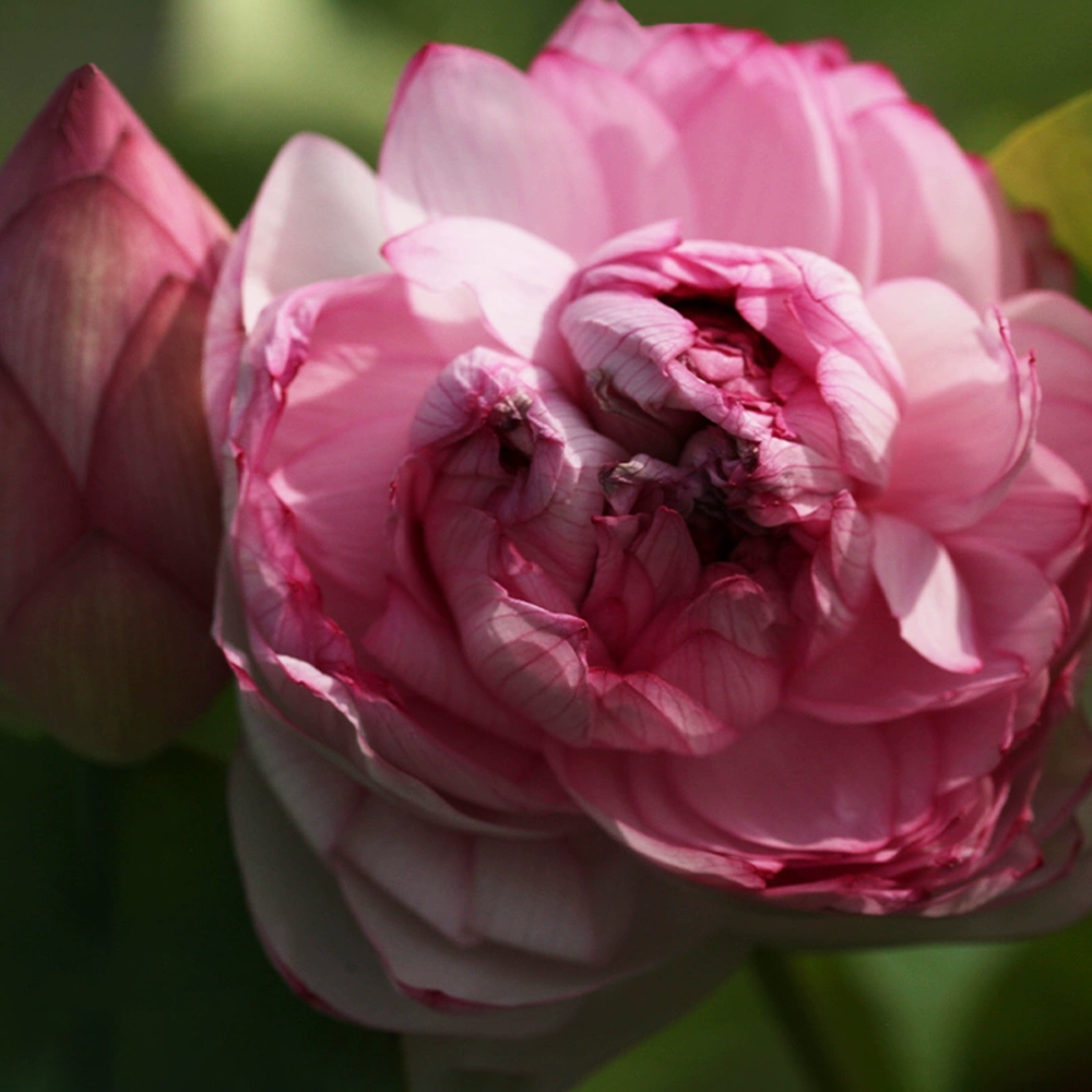 Colossal Bowl Lotus Rhizome – Thousand-Petal Classic
