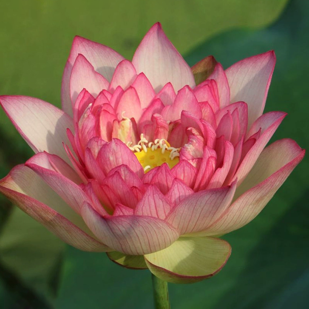 Midi Bowl Lotus Rhizome – Affection