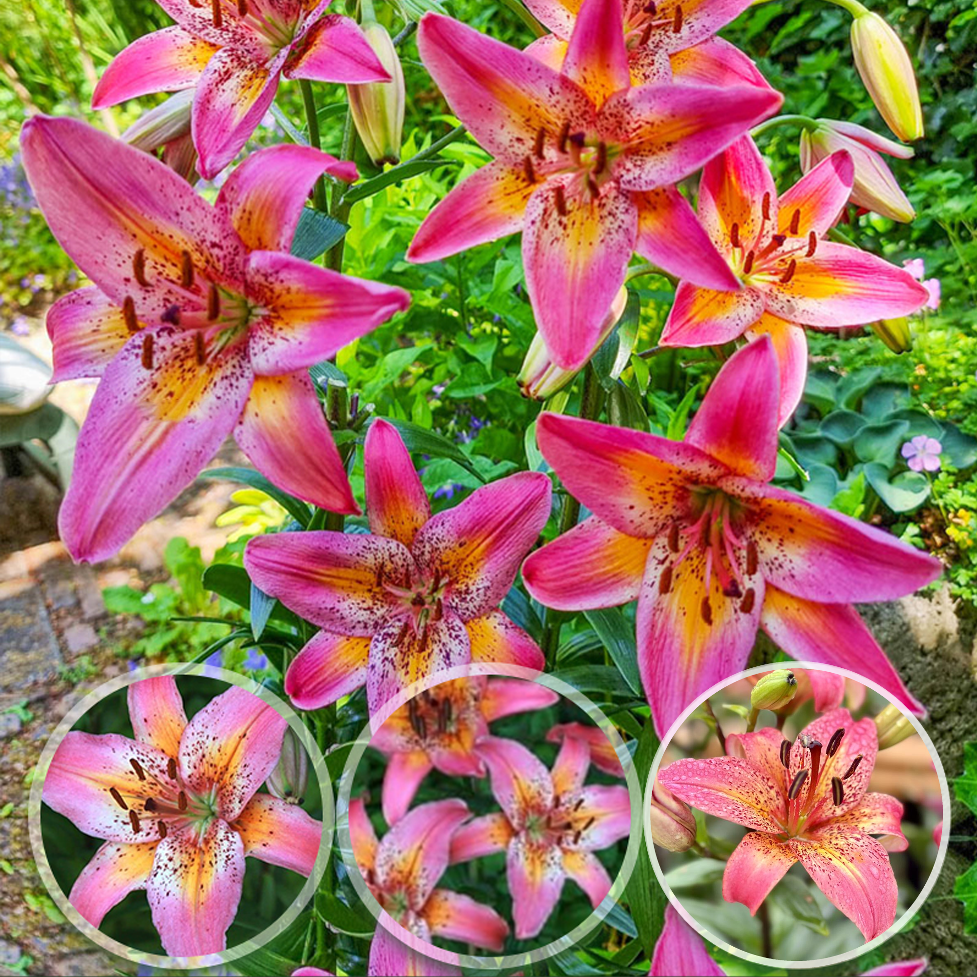 Lily Bulbs - Fancy Dance