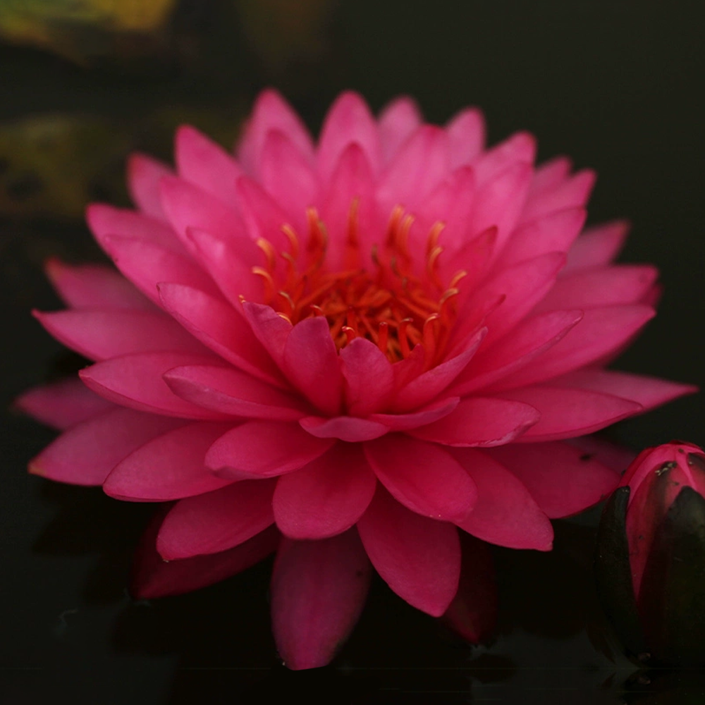 Midi Water Lily Rhizome – Raspberry