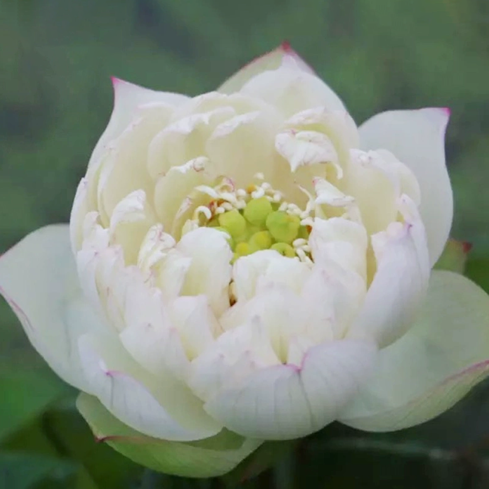 Ultra-Micro Bowl Lotus Tuber – Jade Tassel