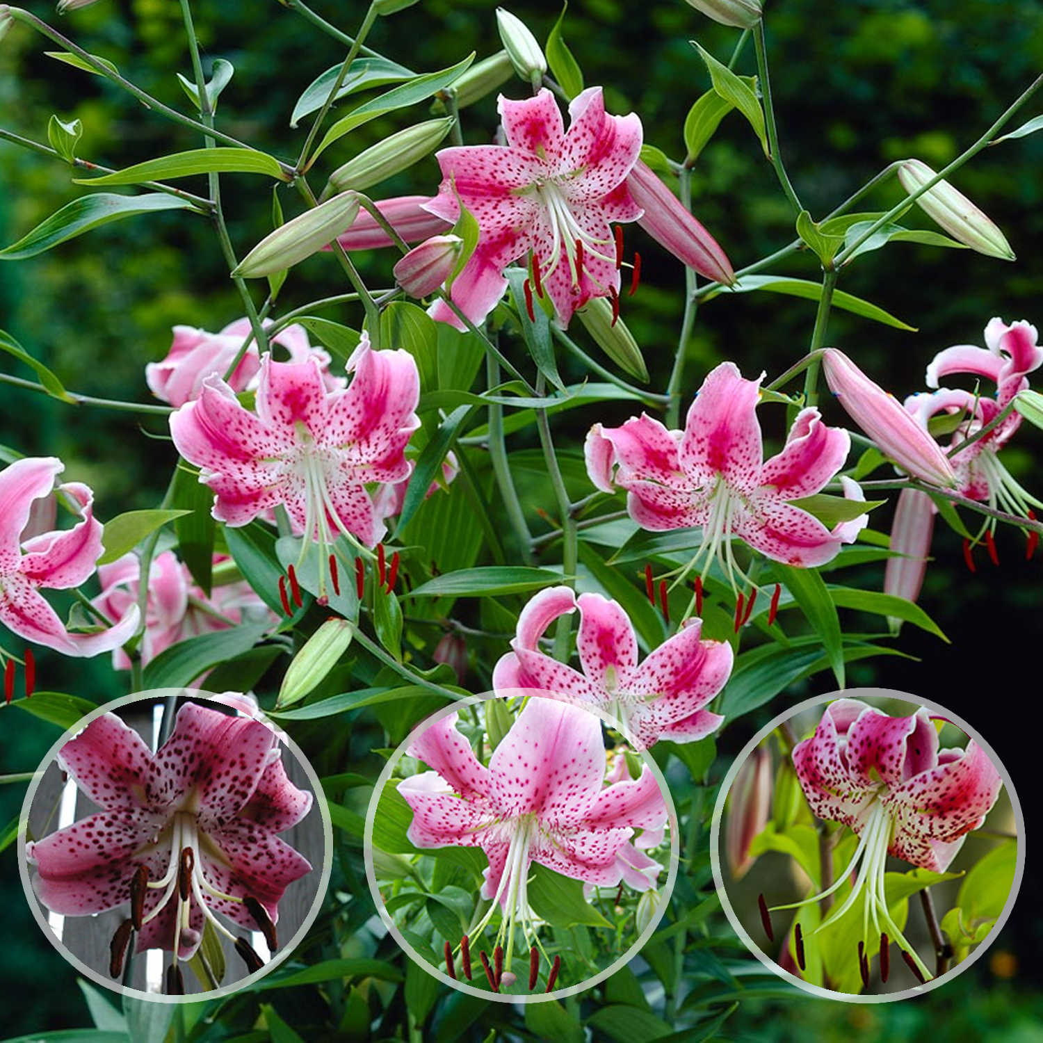 Lily Bulbs - Spec. Var. Rubrum Uchida