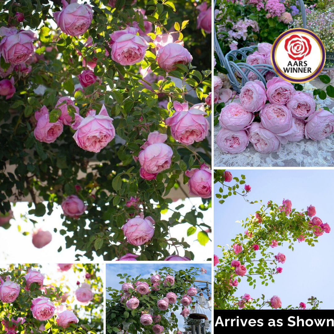 Climbing Rose Plant - Free Spirit