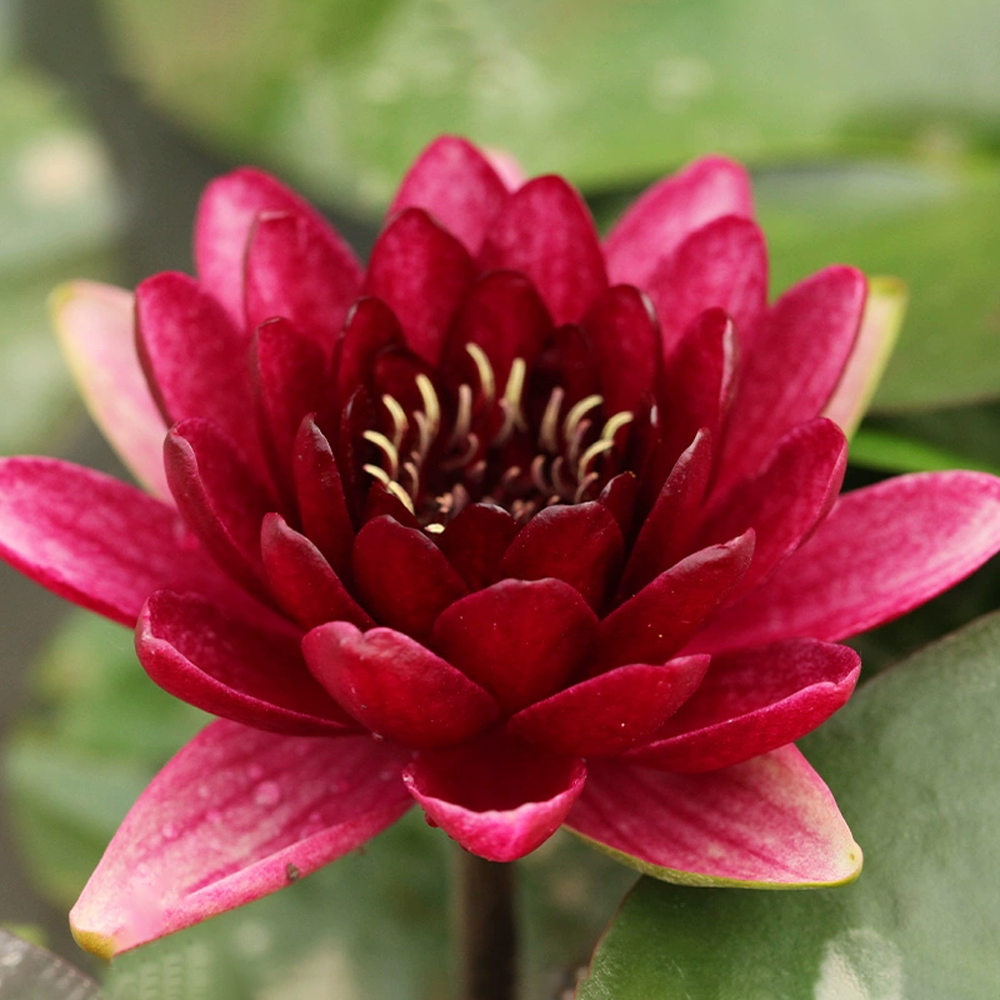 Midi Water Lily Rhizome – Black Princess
