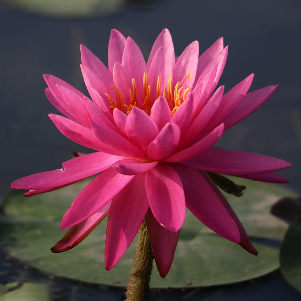 Midi Water Lily Rhizome – Tan