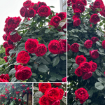 Climbing Rose Plant - Florentina