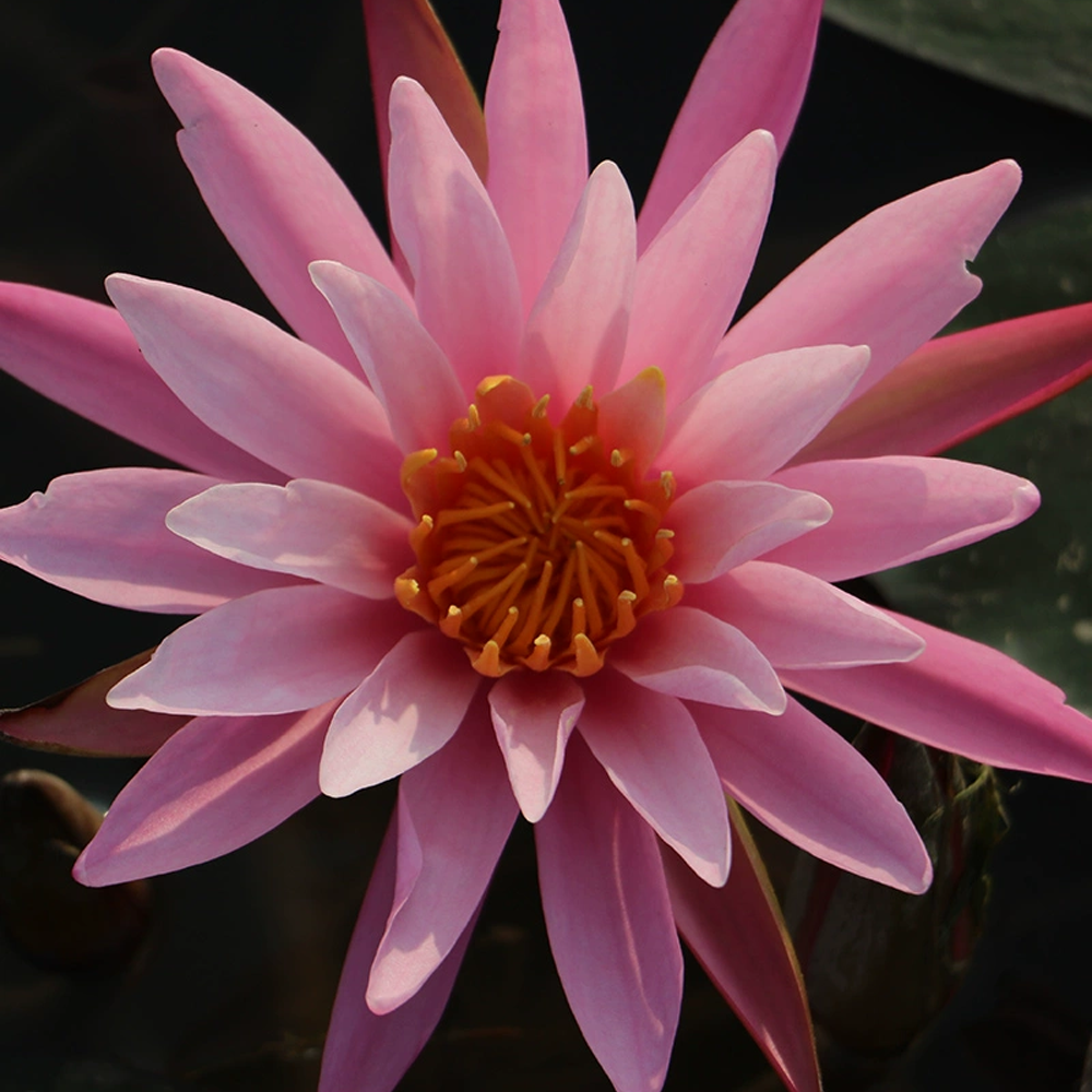 Midi Water Lily Rhizome – Perry’s Pink Cactus