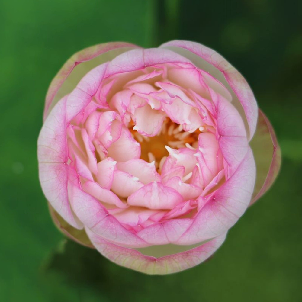 Mini Bowl Lotus Tuber – Stunning