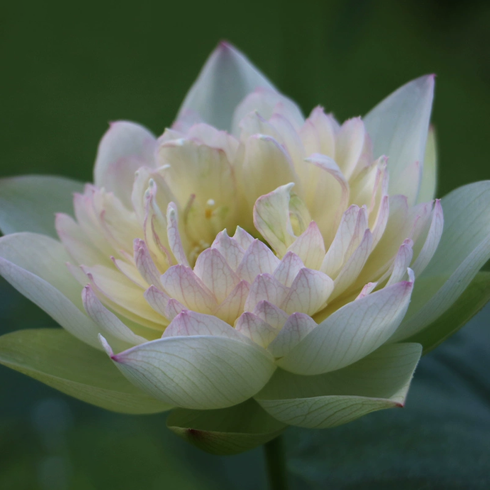 Midi Bowl Lotus Tuber – Qiu