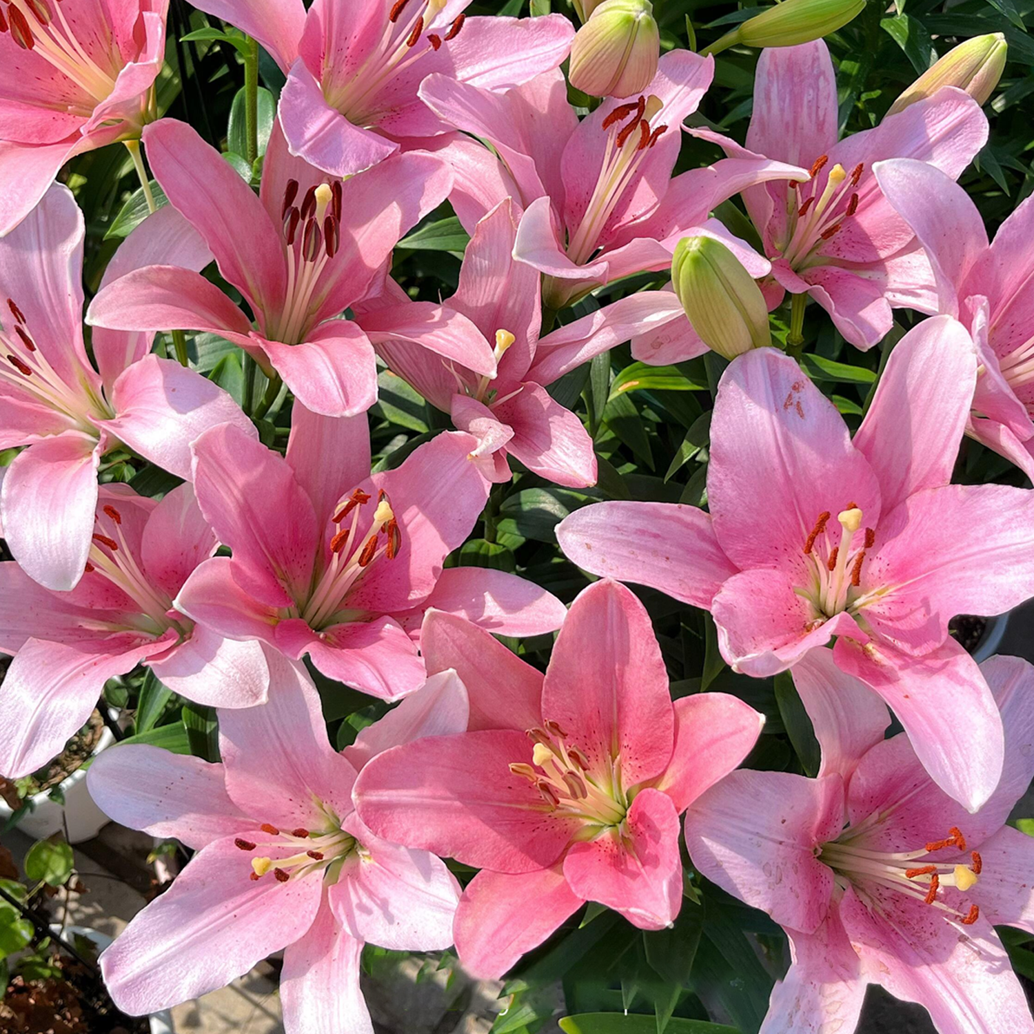 Lily Bulbs - Brindisi