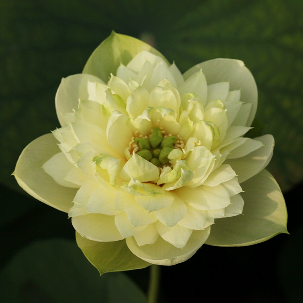 Midi-Large Bowl Lotus Rhizome – Green Apple
