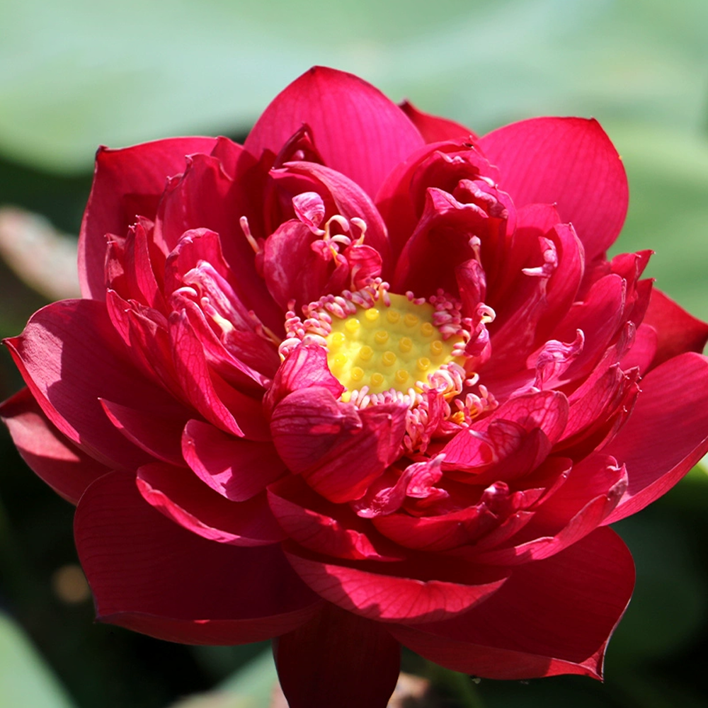 Midi Bowl Lotus Rhizome – Heartblood