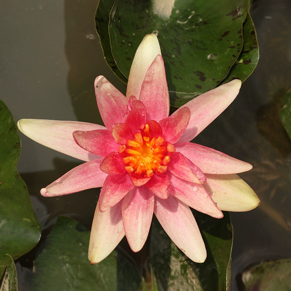 Mini Water Lily Rhizome – Littesue